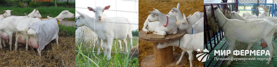 Зааненская порода коз 