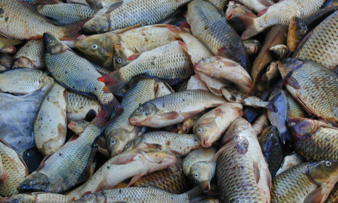 В Дагестане выловили рекордный за 10 лет объем частиковой рыбы