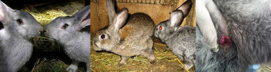 Разведение кроликов 