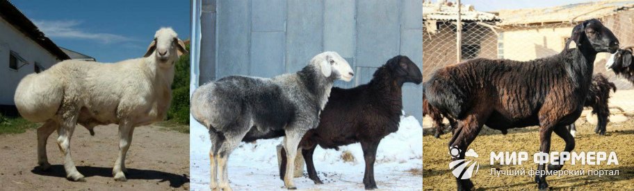 Гиссарская порода овец 