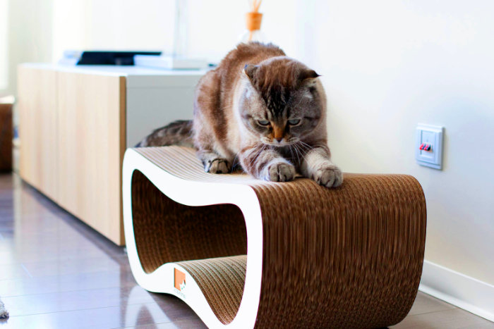 Как отучить кошку драть обои и мебель