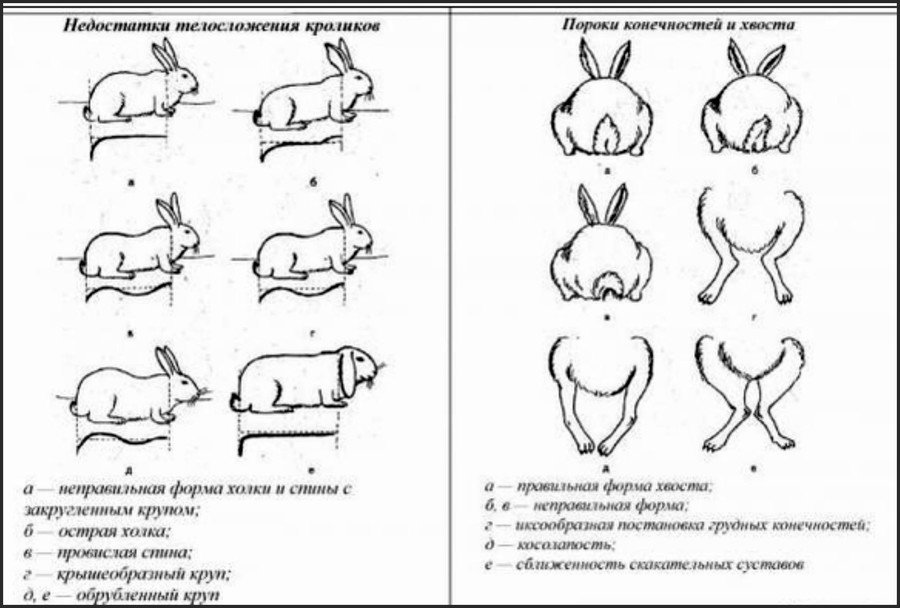 Выращивание кроликов на мясо в домашних условиях 