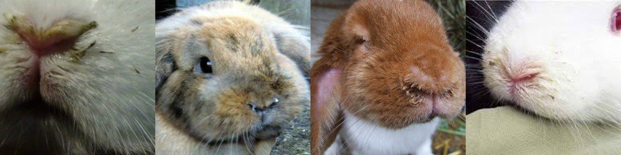 Болезни кроликов: симптомы и лечение 