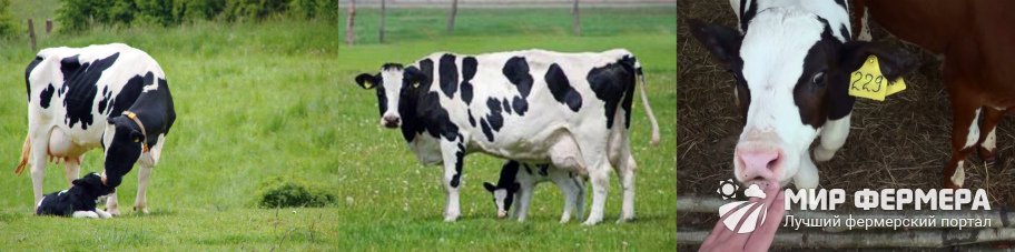 Голштинская порода коров 