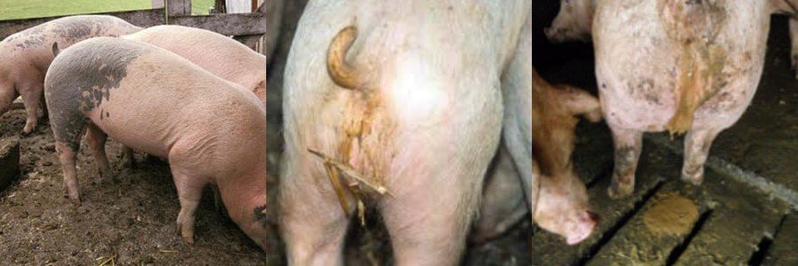 Болезни свиней и поросят - симптомы и лечение 