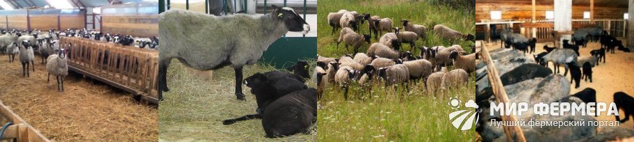 Романовская порода овец 