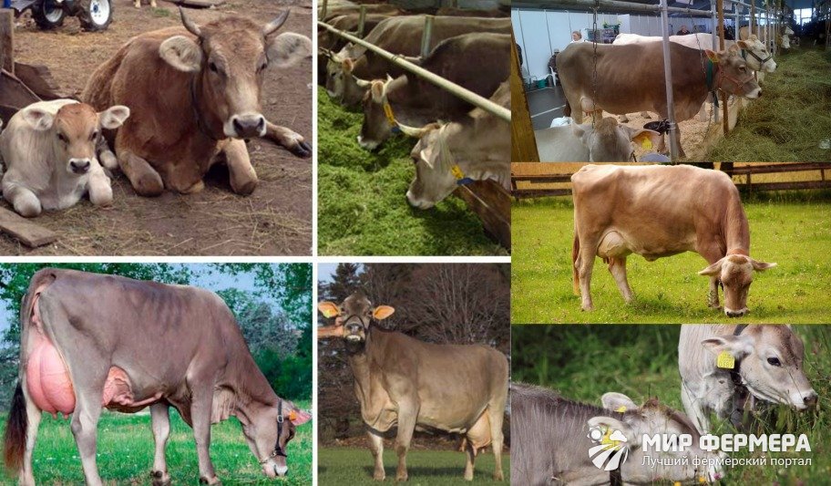 Швицкая порода коров 