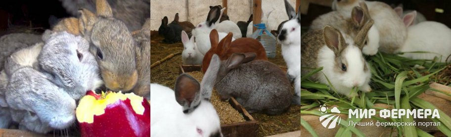 Кормление кроликов зимой 