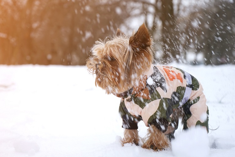 Обморожение у собак: признаки и как помочь