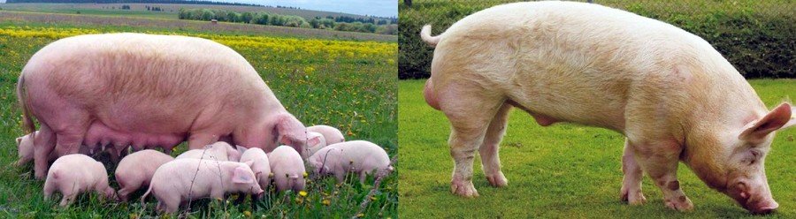 Породы свиней – описание, фото и видео 