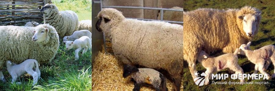 Разведение овец и баранов в домашних условиях 
