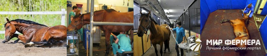 Болезни лошадей и их лечение 