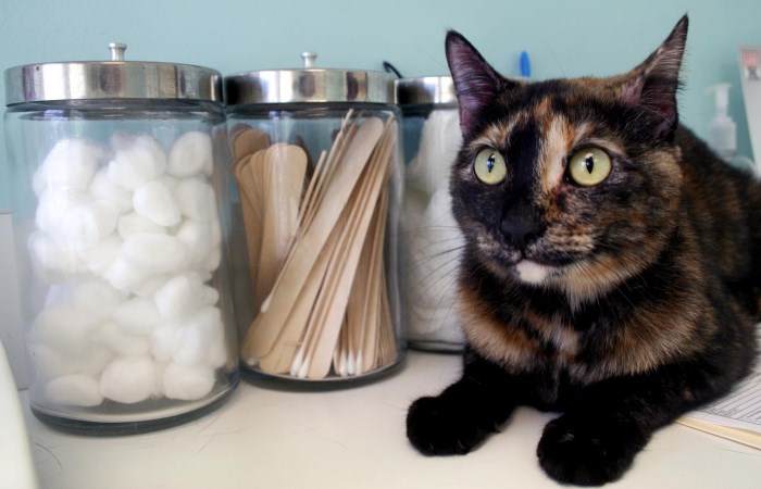 Домашняя аптечка для кота: собираем сами