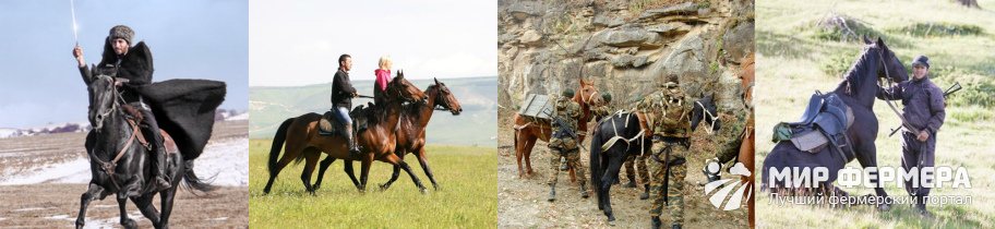 Карачаевская порода лошадей 