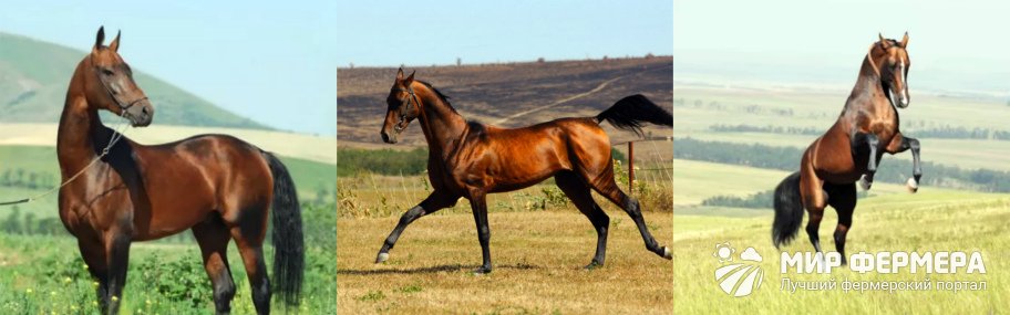 Ахалтекинская порода лошадей 