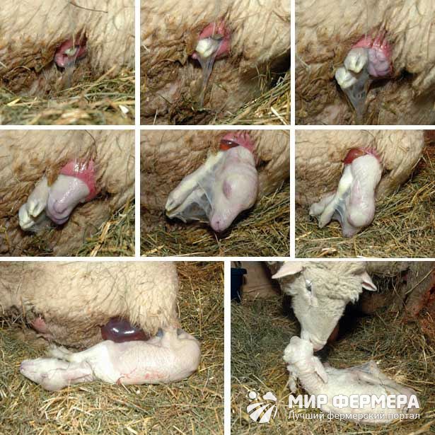 Разведение овец и баранов в домашних условиях 