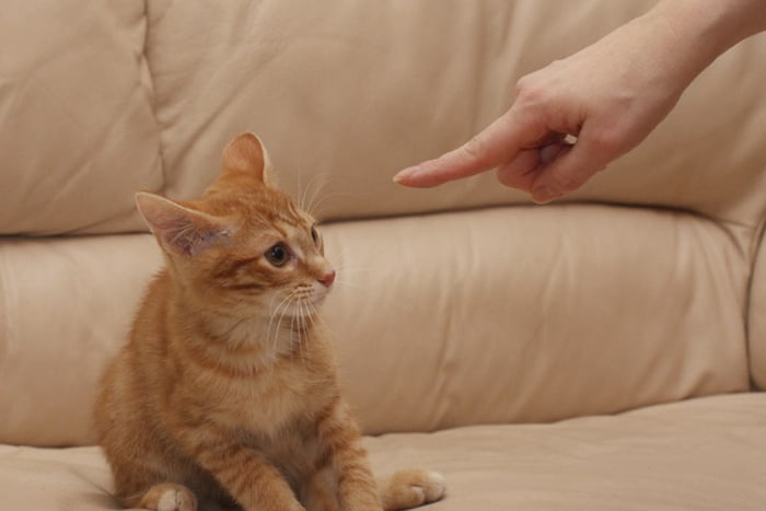 Как воспитать котенка послушным