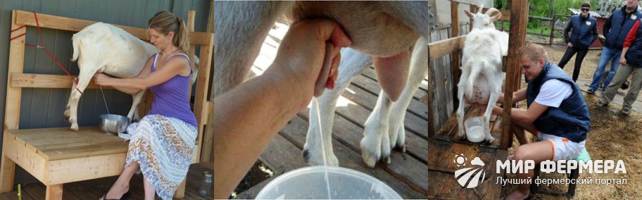 Как доить козу 