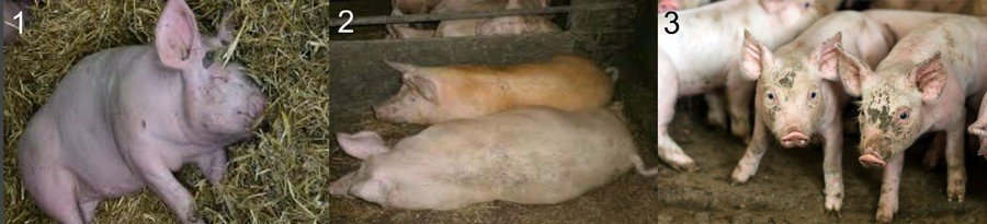 Болезни свиней и поросят - симптомы и лечение 