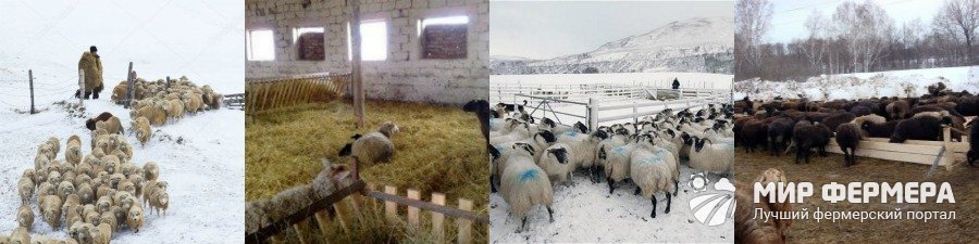 Содержание и кормление овец в домашних условиях 
