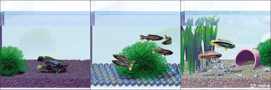 Разведение аквариумных рыбок 