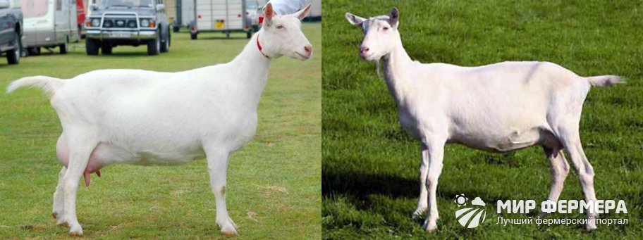 Зааненская порода коз 